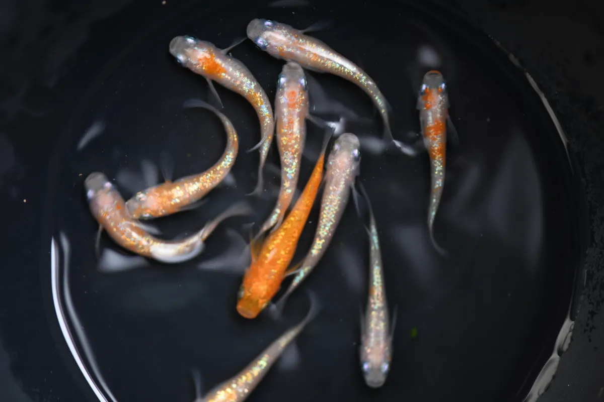 切換至第 2 張照片