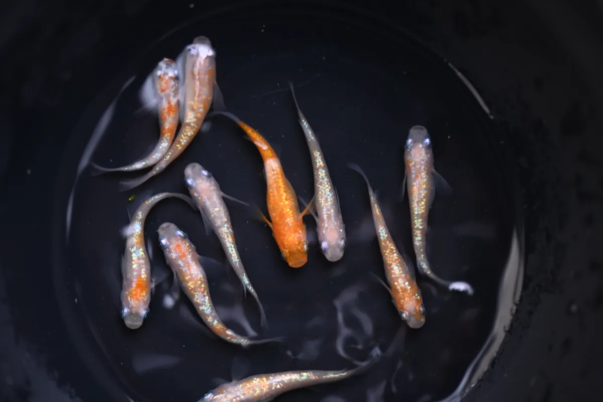 切換至第 3 張照片